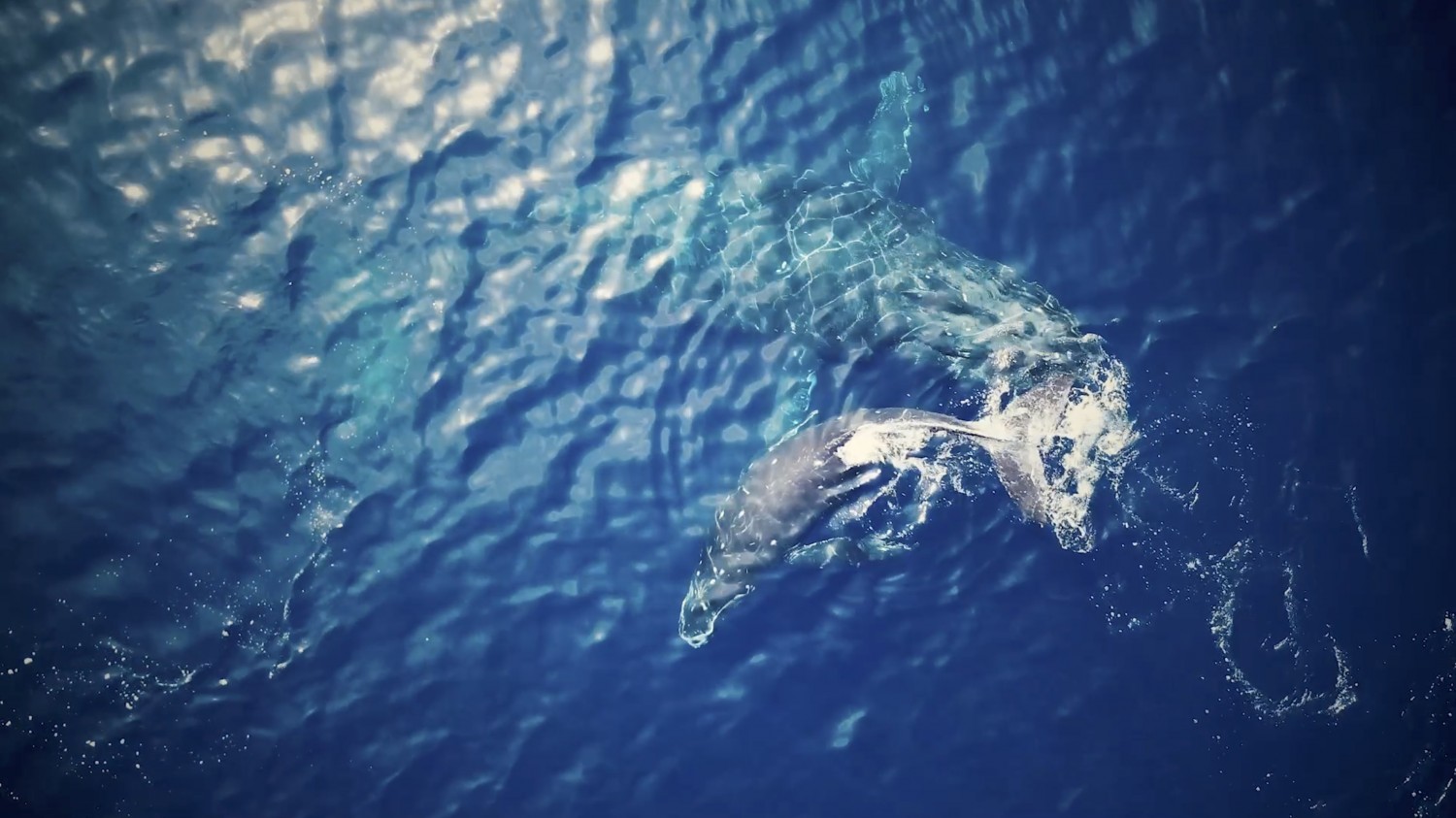 「Whale Watching」 恩納村沖(恩納村)