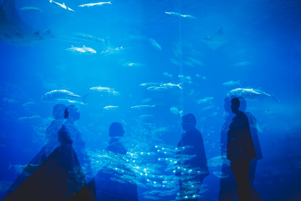 「残像」 美ら海水族館(本部町)