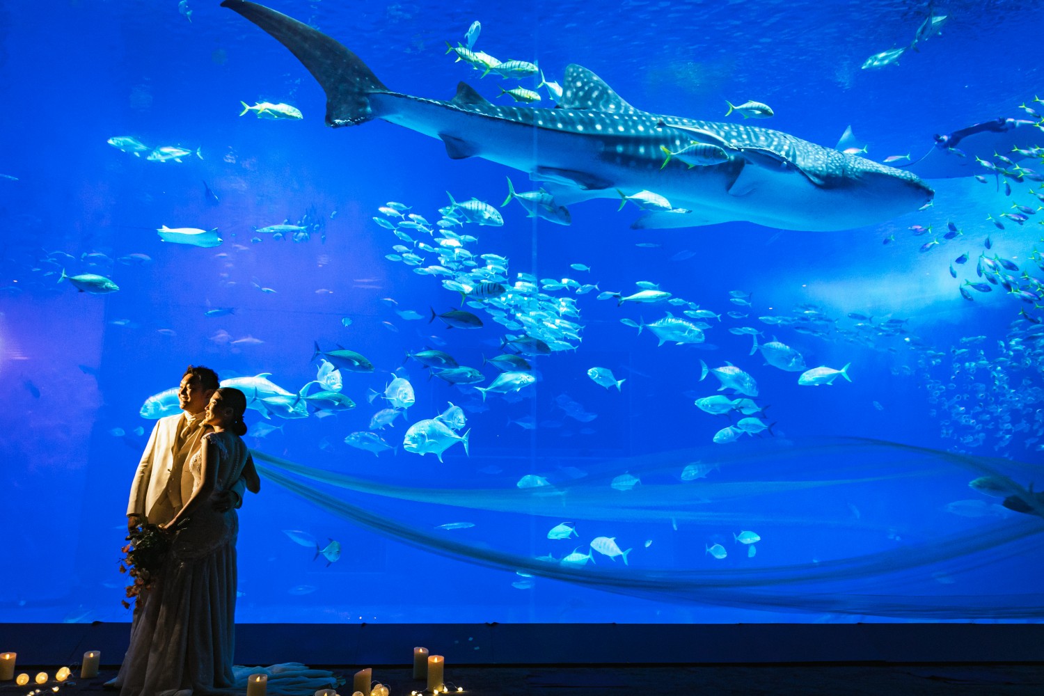 「深海」 美ら海水族館(本部町)
