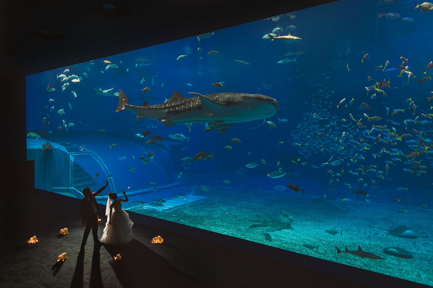 「みんな大好き美ら海水族館」 美ら海水族館