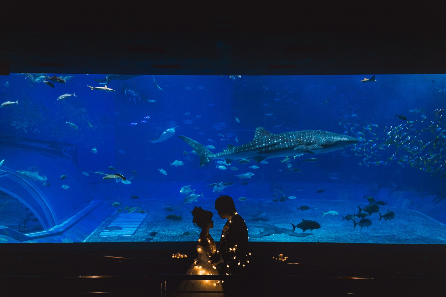 「みんな大好き美ら海水族館」 美ら海水族館