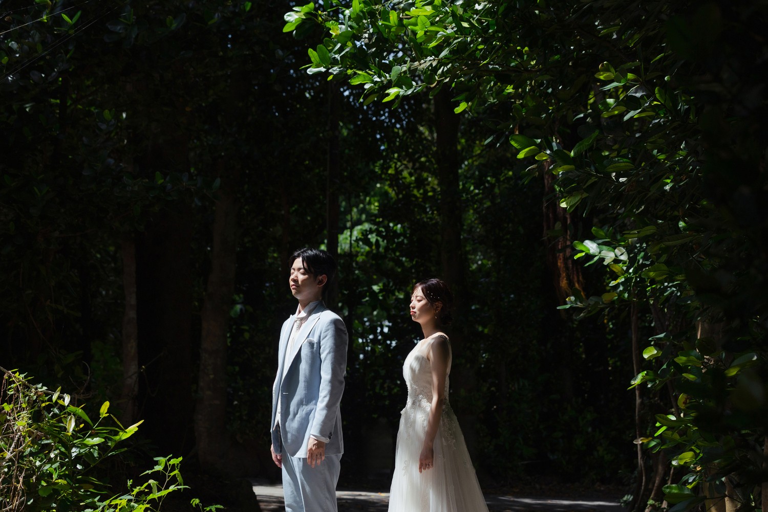 「祝福の光に照らされて」 フクギ並木(本部町)