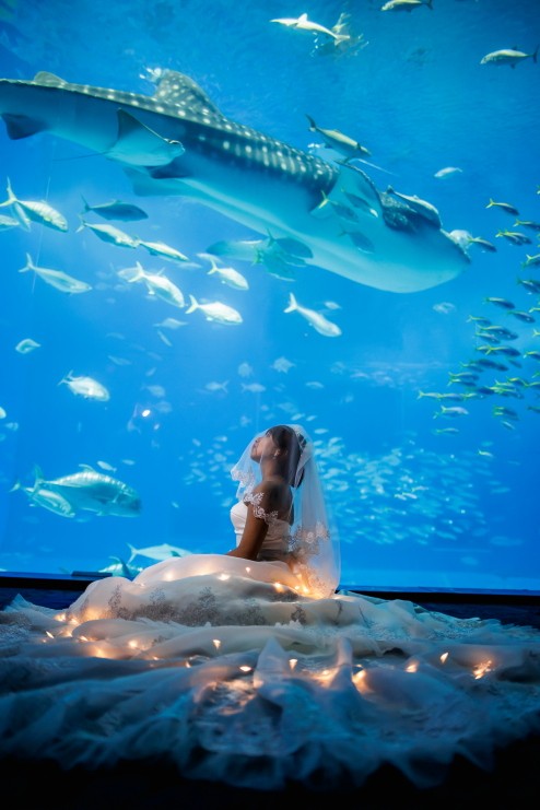 「ジンベイザメと共に」 美ら海水族館(本部町)