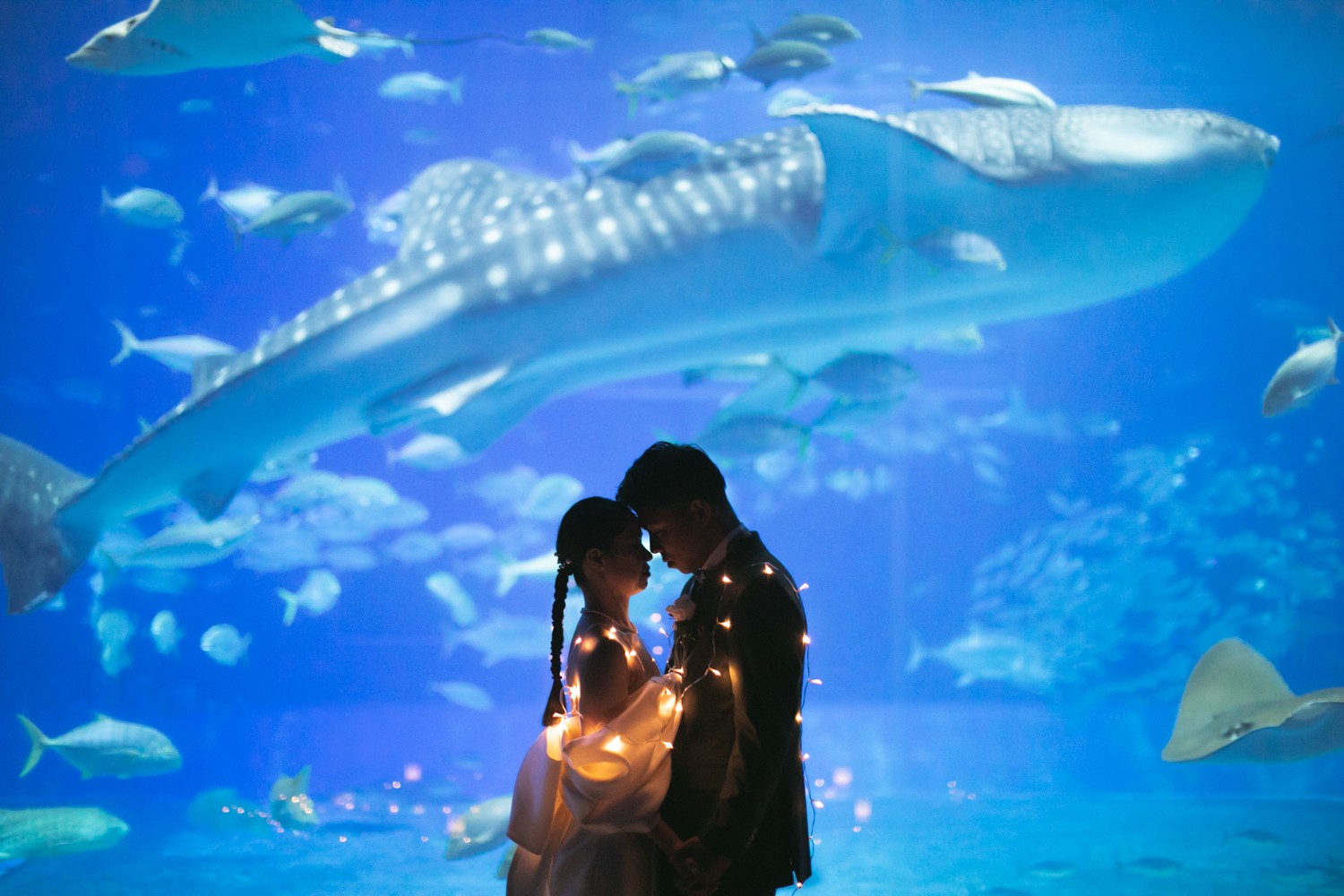 「好きな場所」 美ら海水族館(本部町)