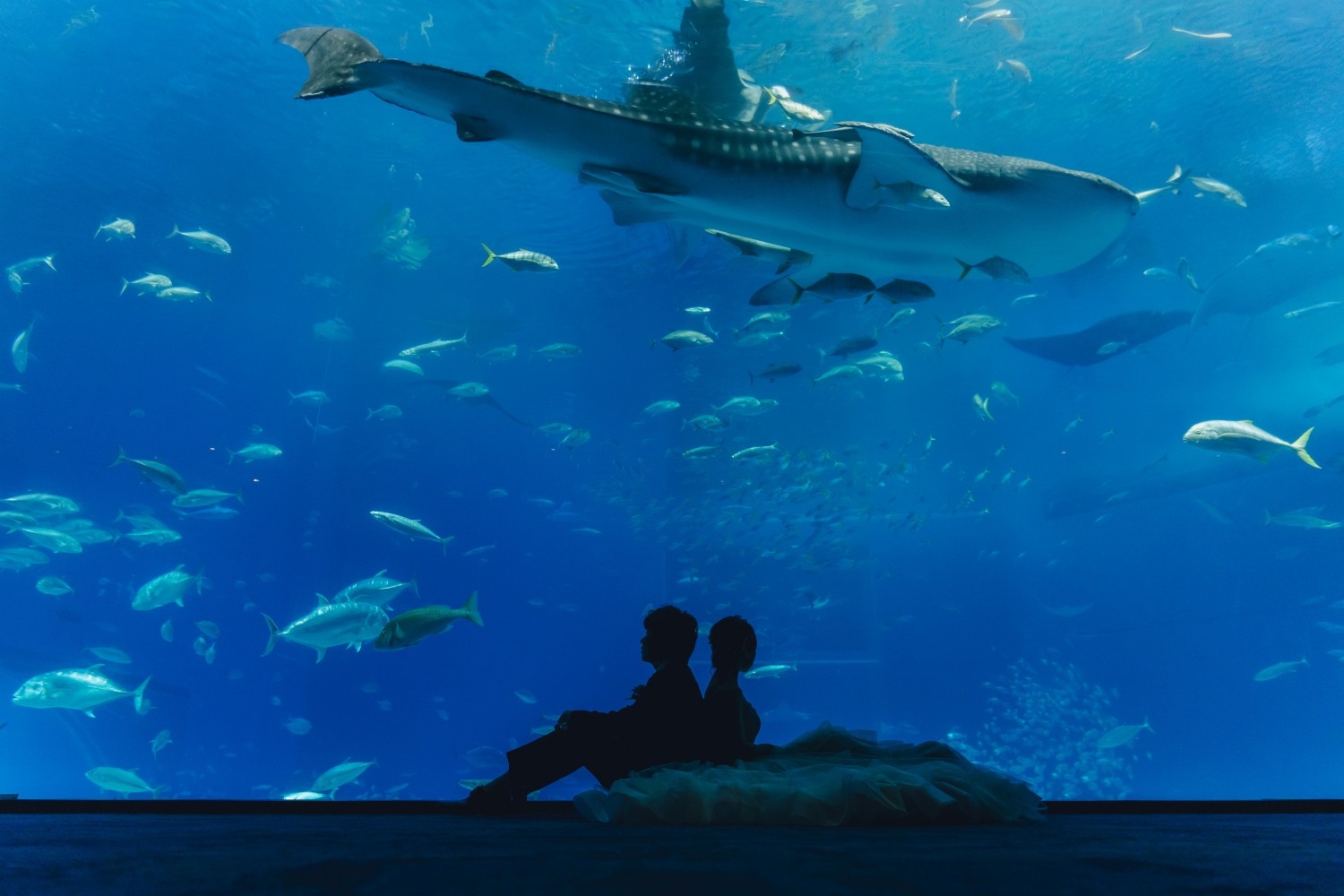 「ふたり、海の中」 美ら海水族館(本部町)